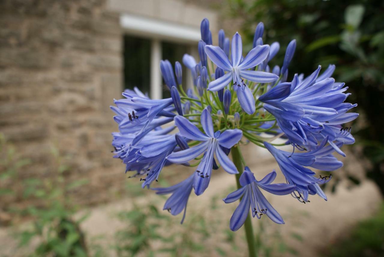 Bed and Breakfast Aux Agapanthes Pluherlin Экстерьер фото